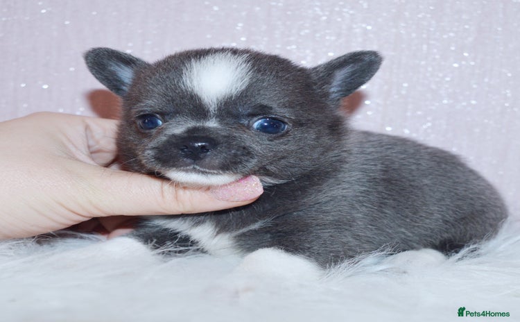 Chihuahua dogs - Advert 1