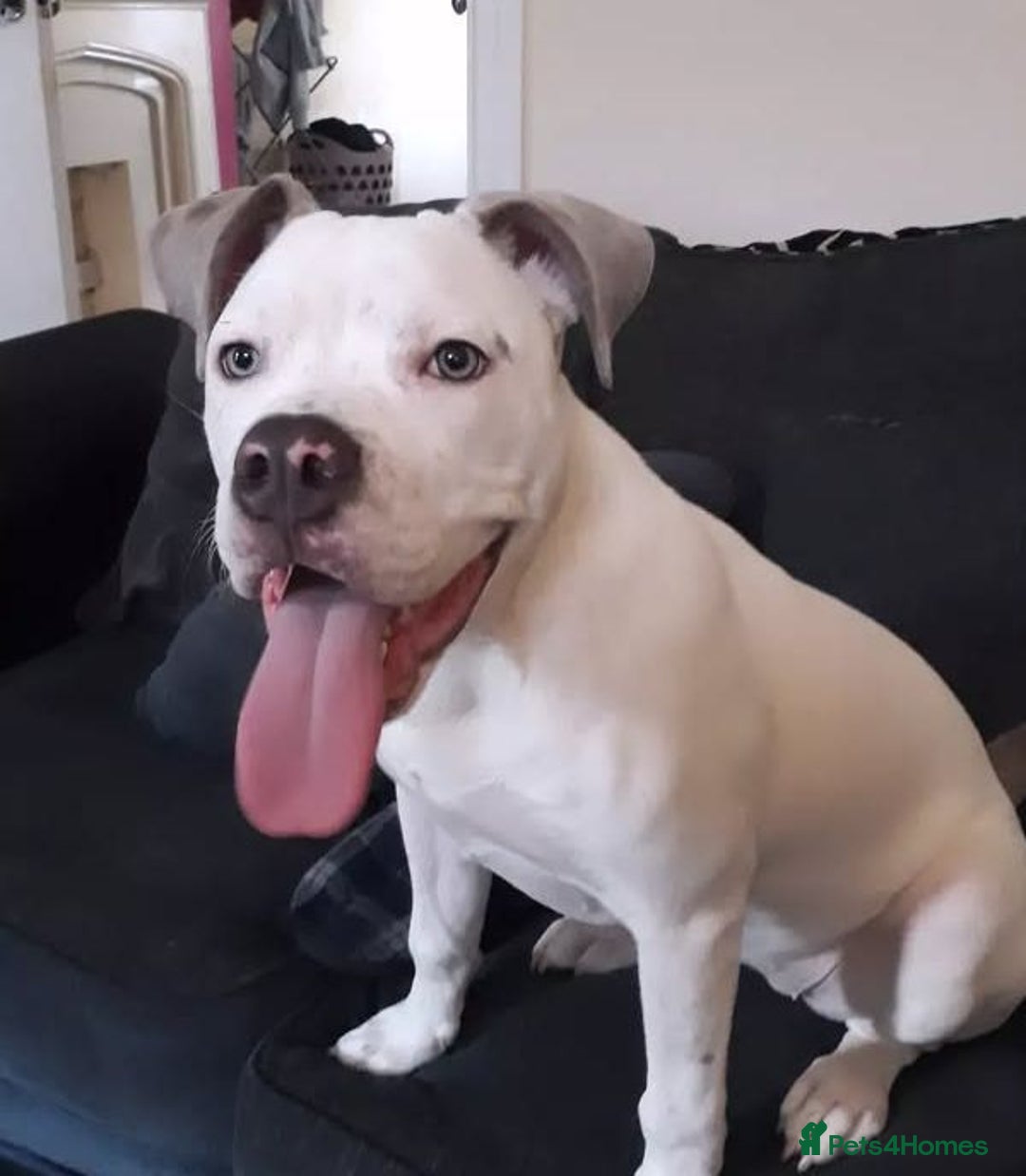 Mixed Breed dogs for sale: American Bulldog x Doberman Puppies - Image 8