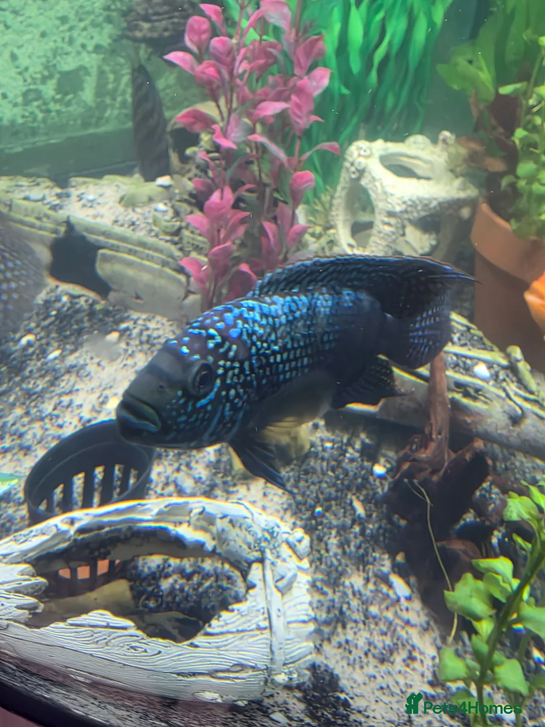 Other/Mixed Breed fish for sale: 1 pair of parrot fish 1 pair of jack dempsey  - Advert 6