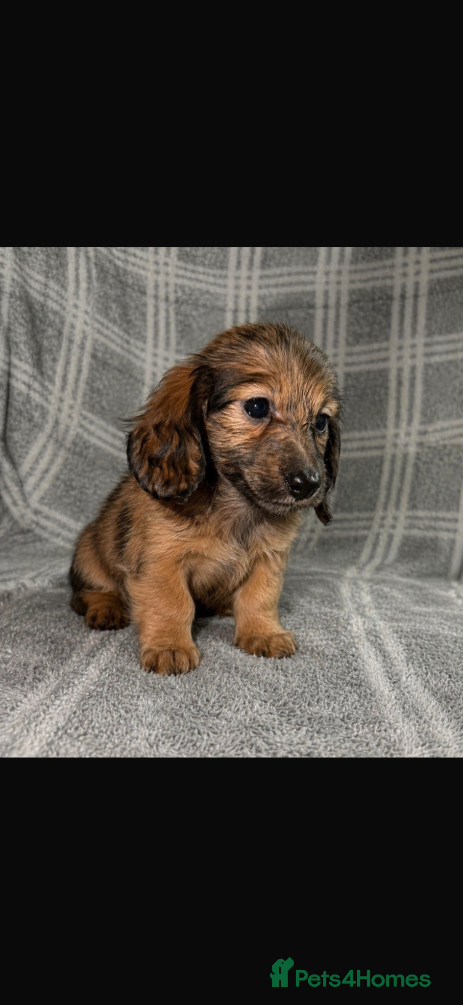 Miniature Dachshund dogs READY NOW! Long Haired Miniature Creams  - Advert 2