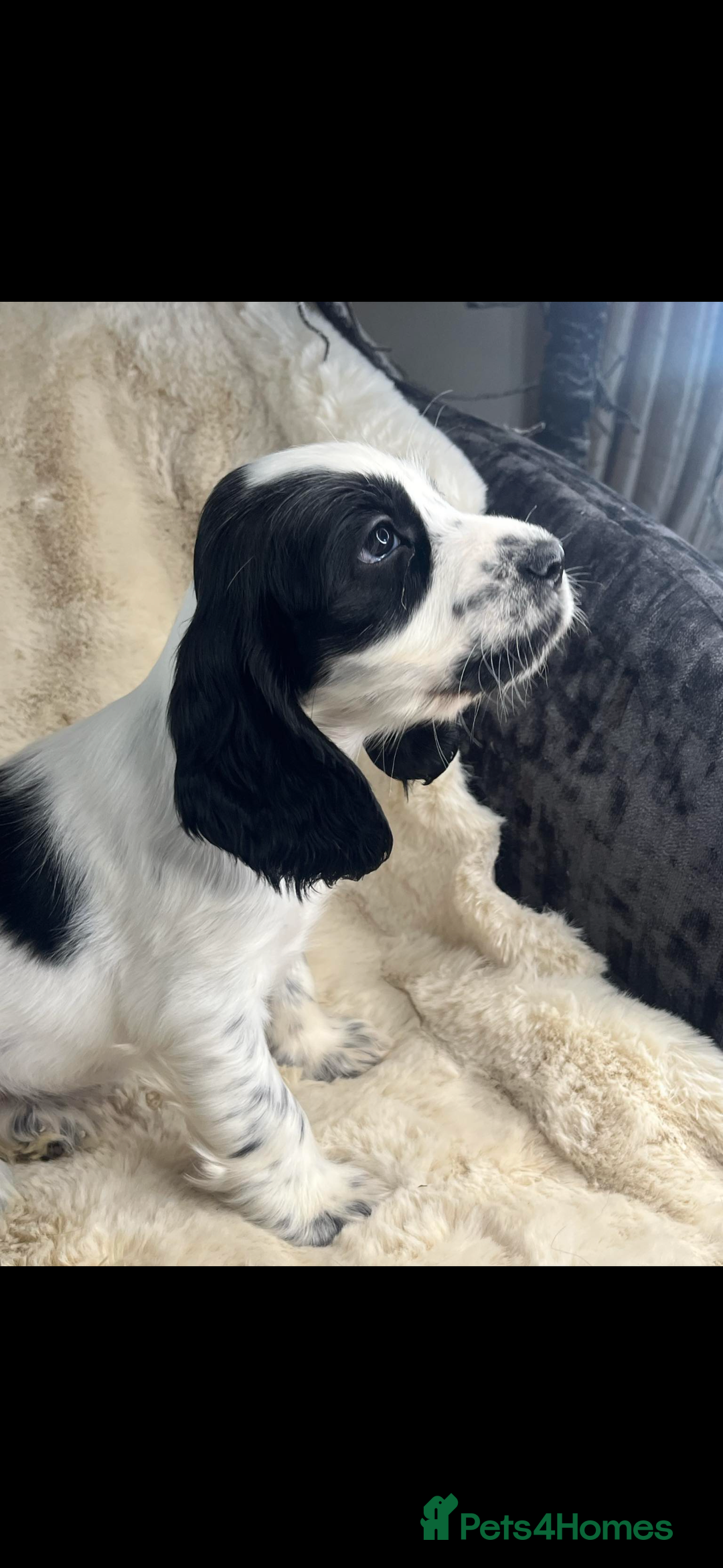 Cocker Spaniel dogs for sale: Health tested cocker spaniel puppies  - Advert 10