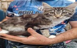 Maine Coon cats for sale: TICA Registered Maine Coon Kittens. Ready NOW in Doncaster - Image 1