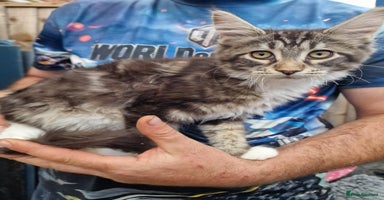 Maine Coon cats in Doncaster - Advert 13