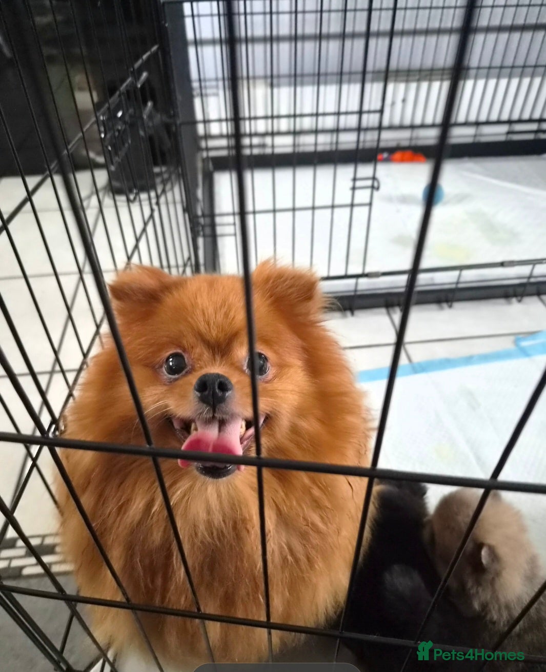 Pomeranian dogs for sale: 3 beautiful pomeranian boys - Advert 21