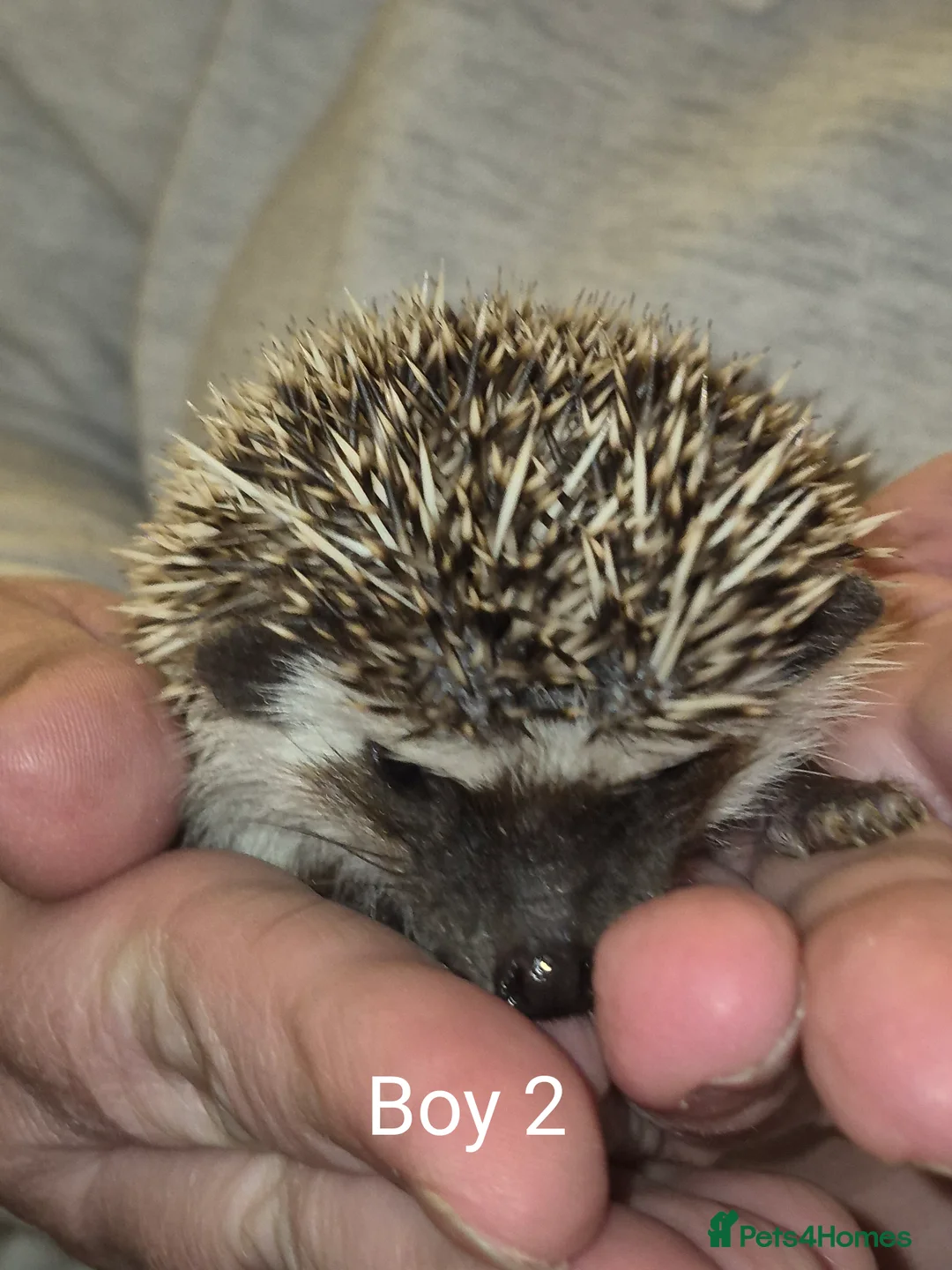 Pygmy Hedgehog rodents for sale: 2 Male Pygmy Hedgehog Babies - Advert 4