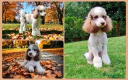 Goldendoodle dogs for stud: FULLY HEALTH TESTED! MOYEN POODLE STUD! in Kettering - Image 1