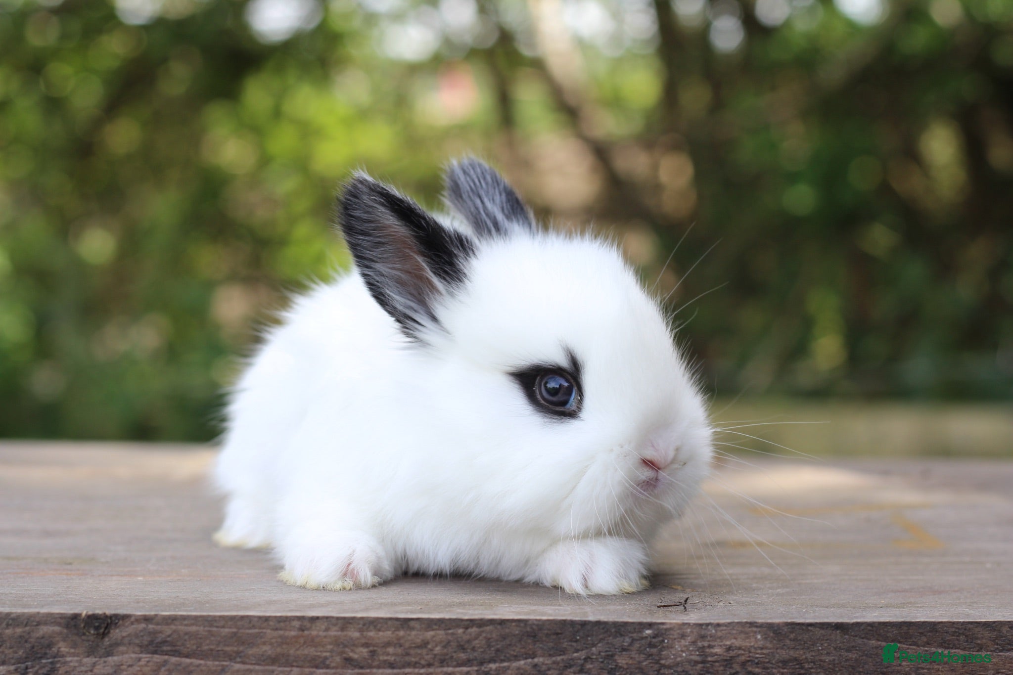 Angora rabbits Angora Bunnies Ready to leave  - Advert 1