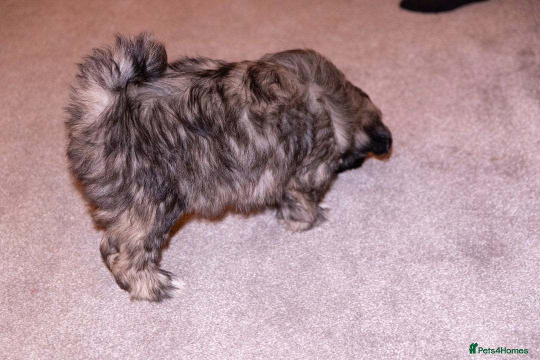 Lhasa Apso dogs for sale: Adorable Lhasa Apso Puppies full pedigree - Advert 11