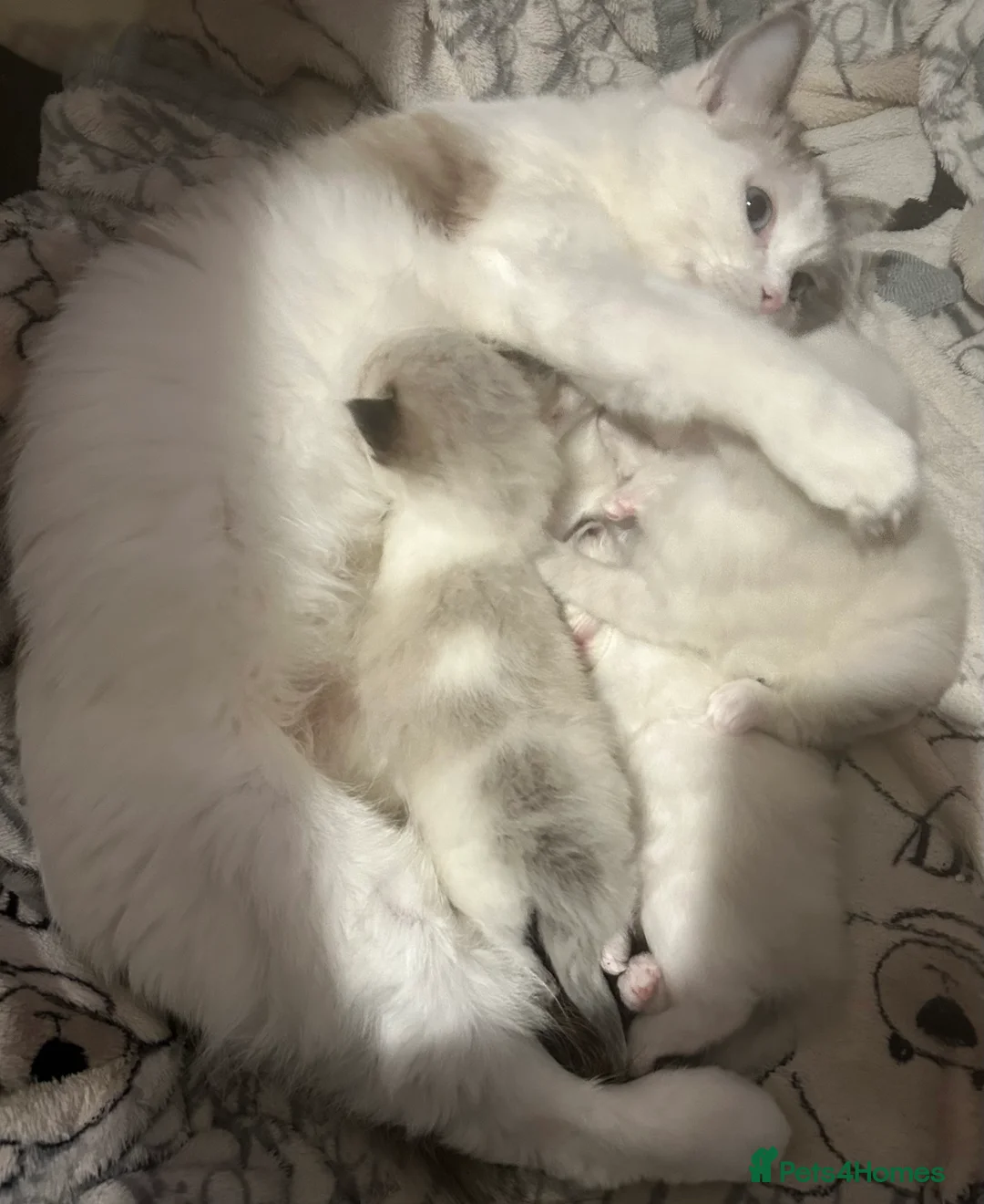 Ragdoll cats for sale: Beautiful Ragdolls ( 1 FEMALE LEFT!! )  - Advert 6