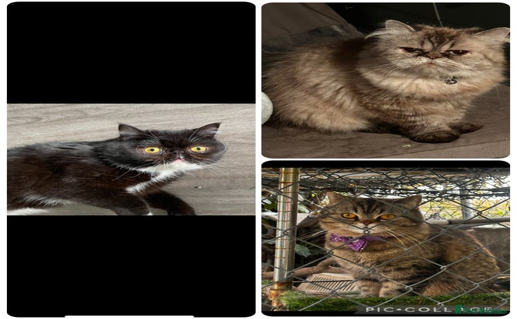 Persian cats - Advert 1