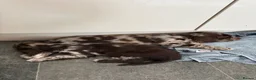 Cocker Spaniel dogs for sale: Two Cocker Spaniel Puppies - Advert 2