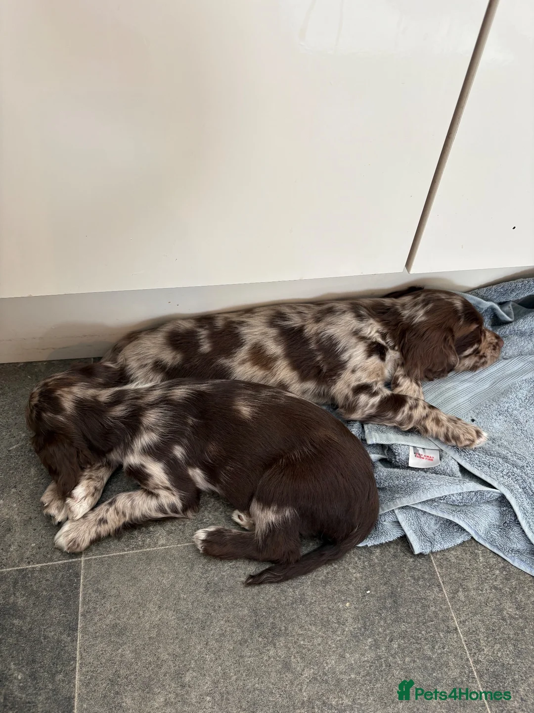 Cocker Spaniel dogs for sale: Two Cocker Spaniel Puppies - Advert 2