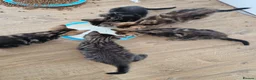 Mixed Breed cats for sale: Kittens looking for their forever home in London - Advert 2
