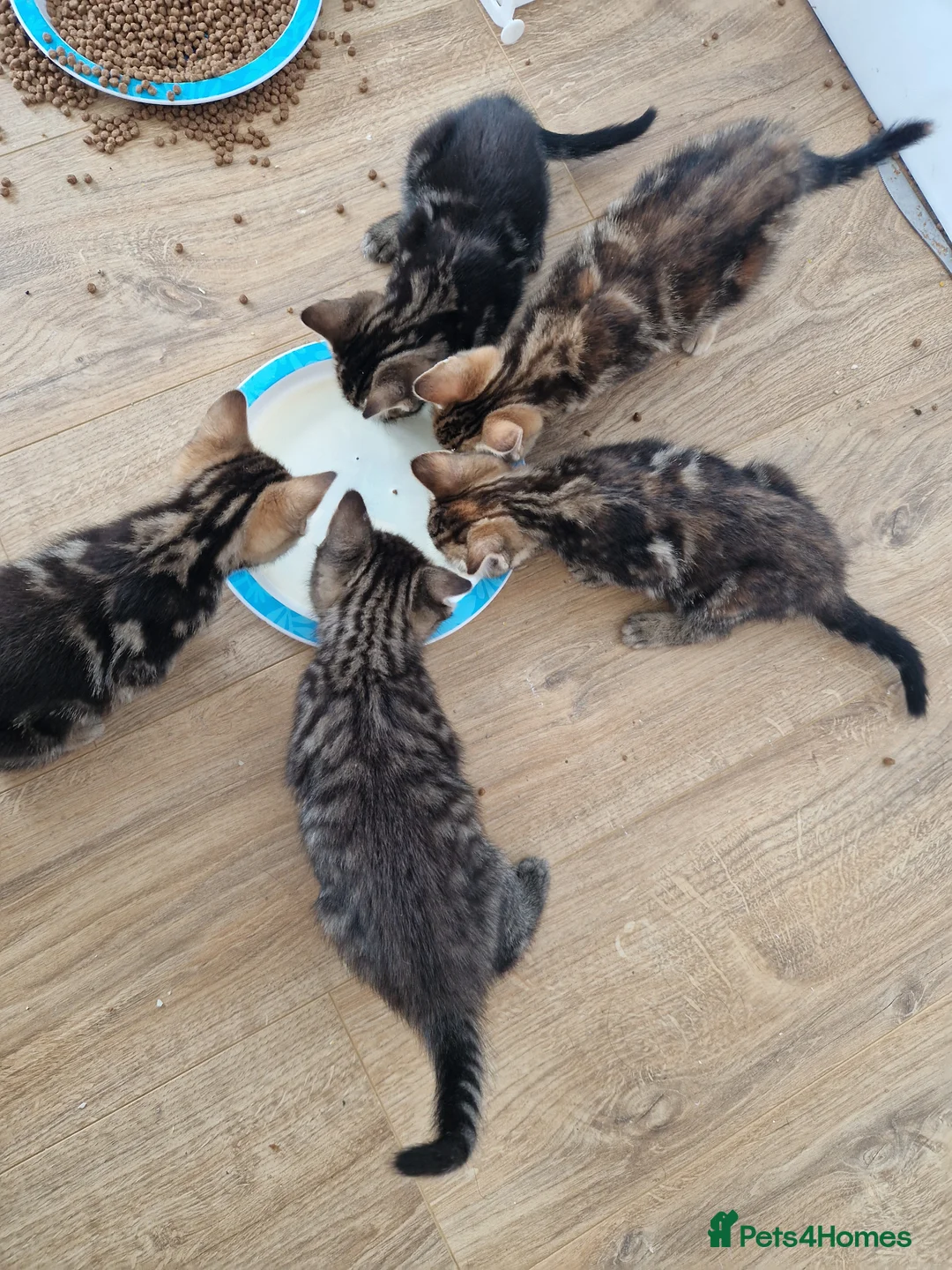 Mixed Breed cats for sale: Kittens looking for their forever home in London - Advert 2