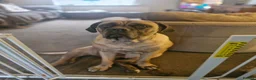 Cane Corso dogs for sale: Cane Corso puppys  - Advert 7