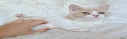 British Shorthair cats for sale: Gorgeous British shorthair kittens  - Advert 22
