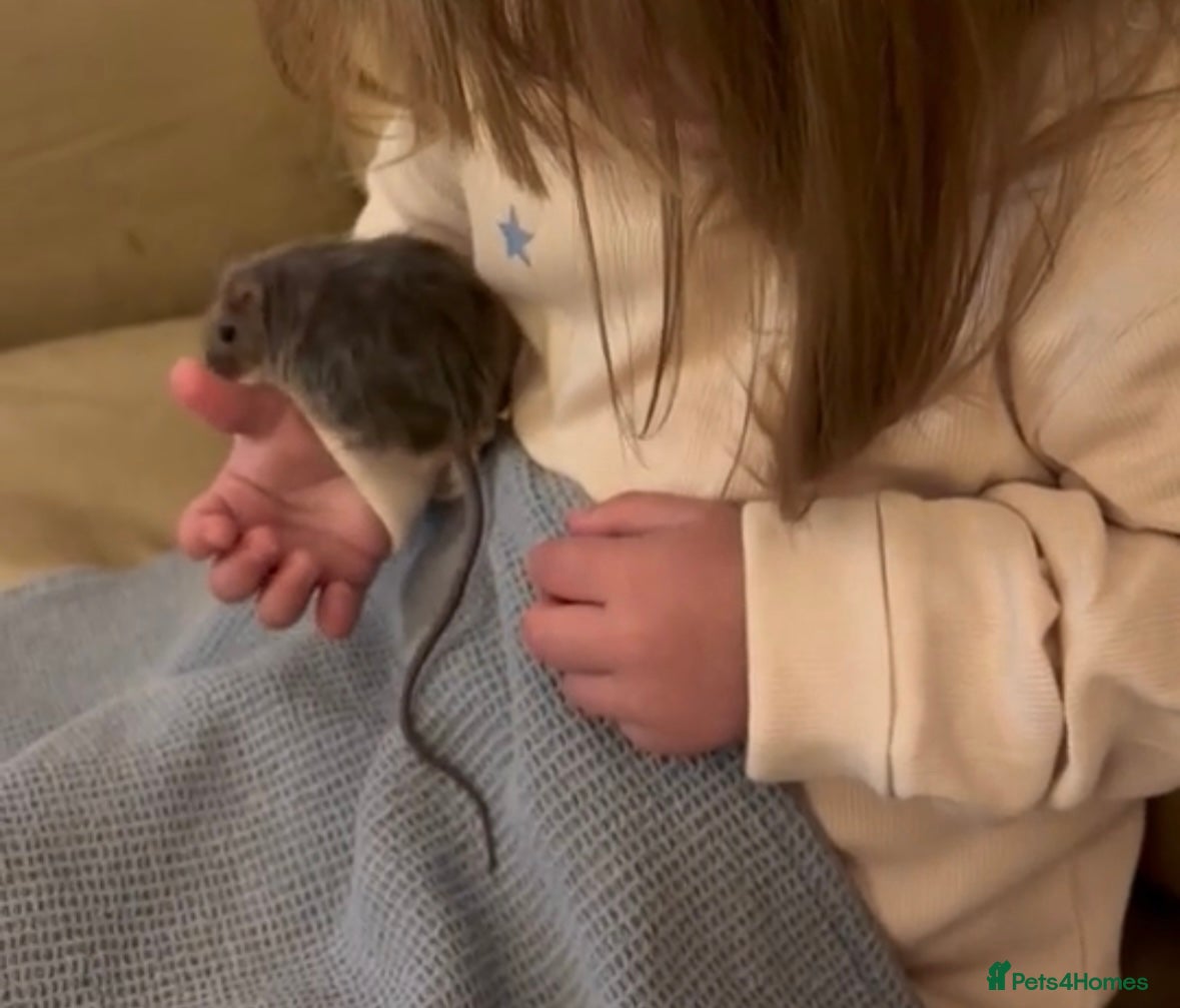Mouse rodents for sale: Three sweet fancy mice sisters - Advert 8