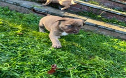 Mixed Breed dogs for sale: Staffy x Australian Kelpie  - Image 39