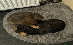 Mixed Breed dogs for sale: 9 week old cane corso cross - Image 7