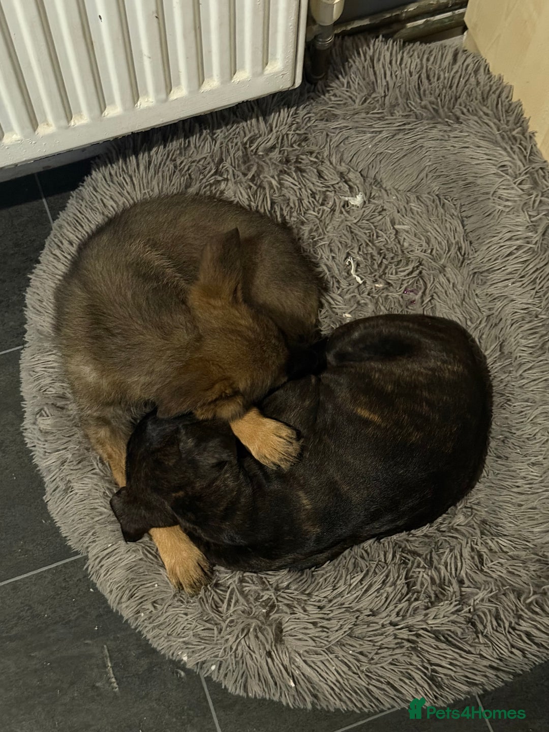 Mixed Breed dogs for sale: 9 week old cane corso cross - Image 7