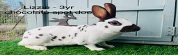 English Spot rabbits for sale: English Spot Rabbits - Advert 11