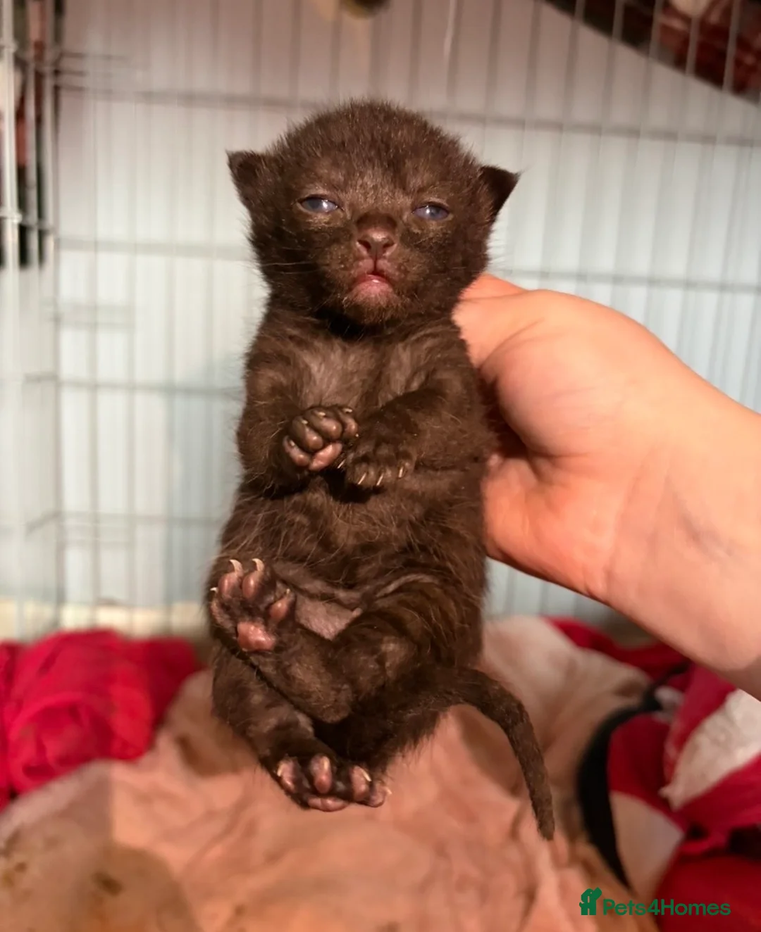 Mixed Breed cats for sale: Kittens for sale  - Advert 2