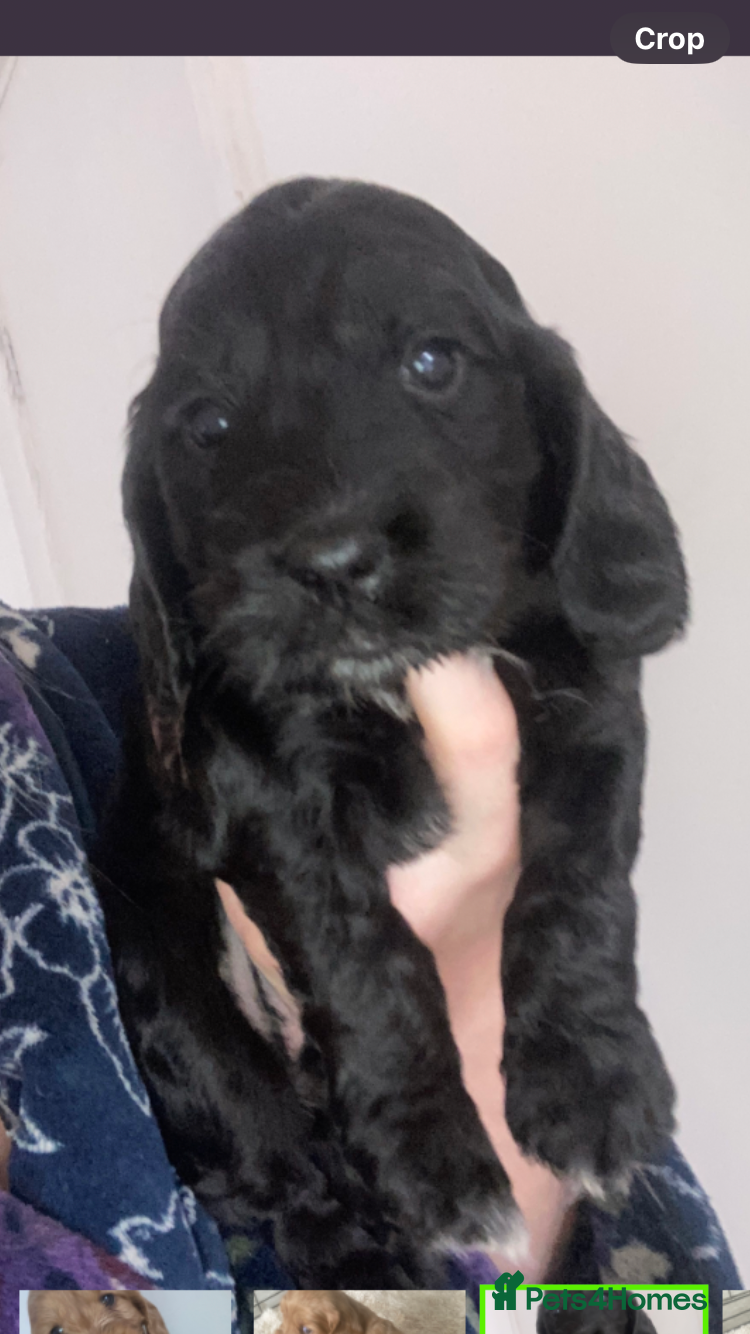 Cockapoo dogs for sale: 8 cockapoo puppys - Advert 6