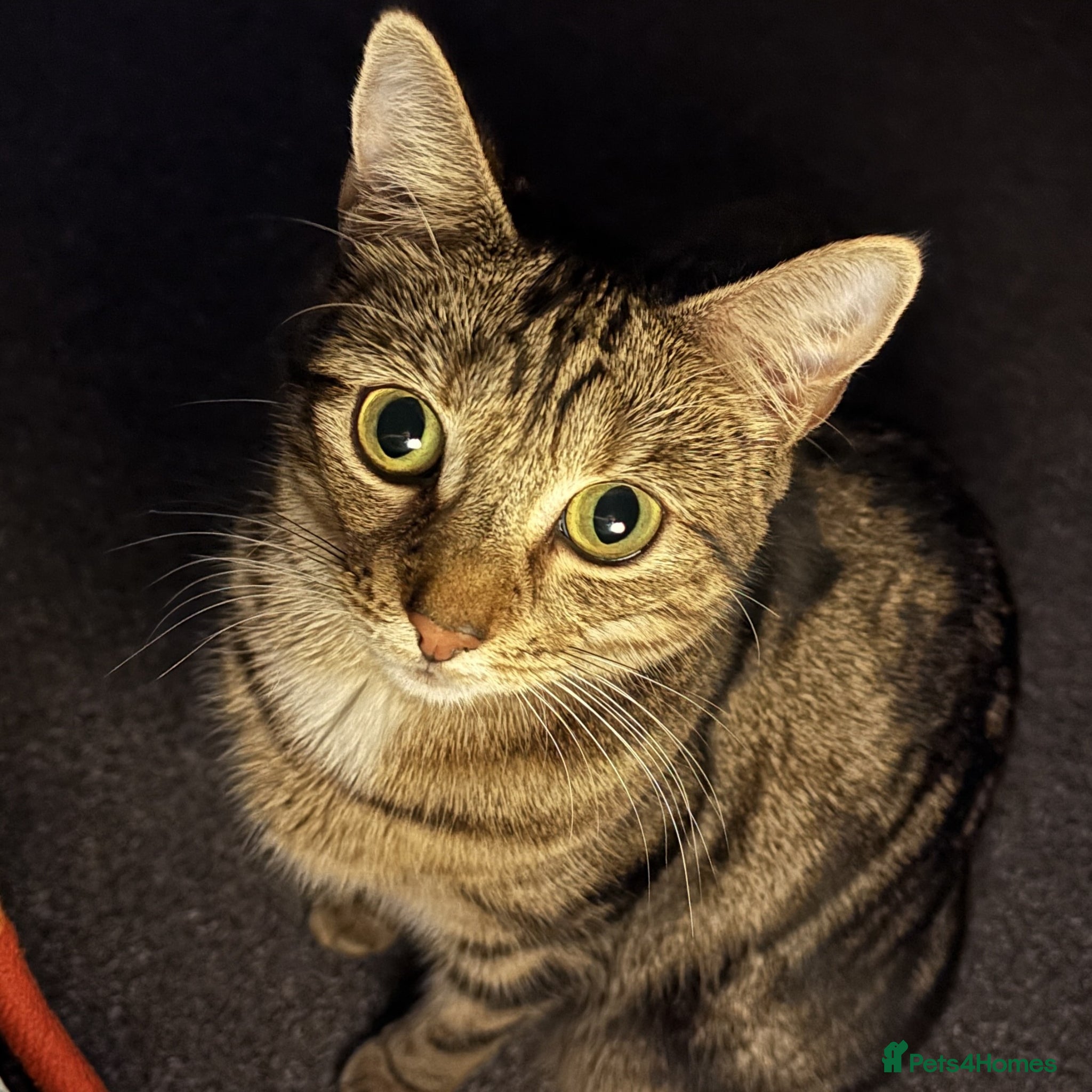 Mixed Breed cats Astrid, Blair and Cordelia - Advert 2