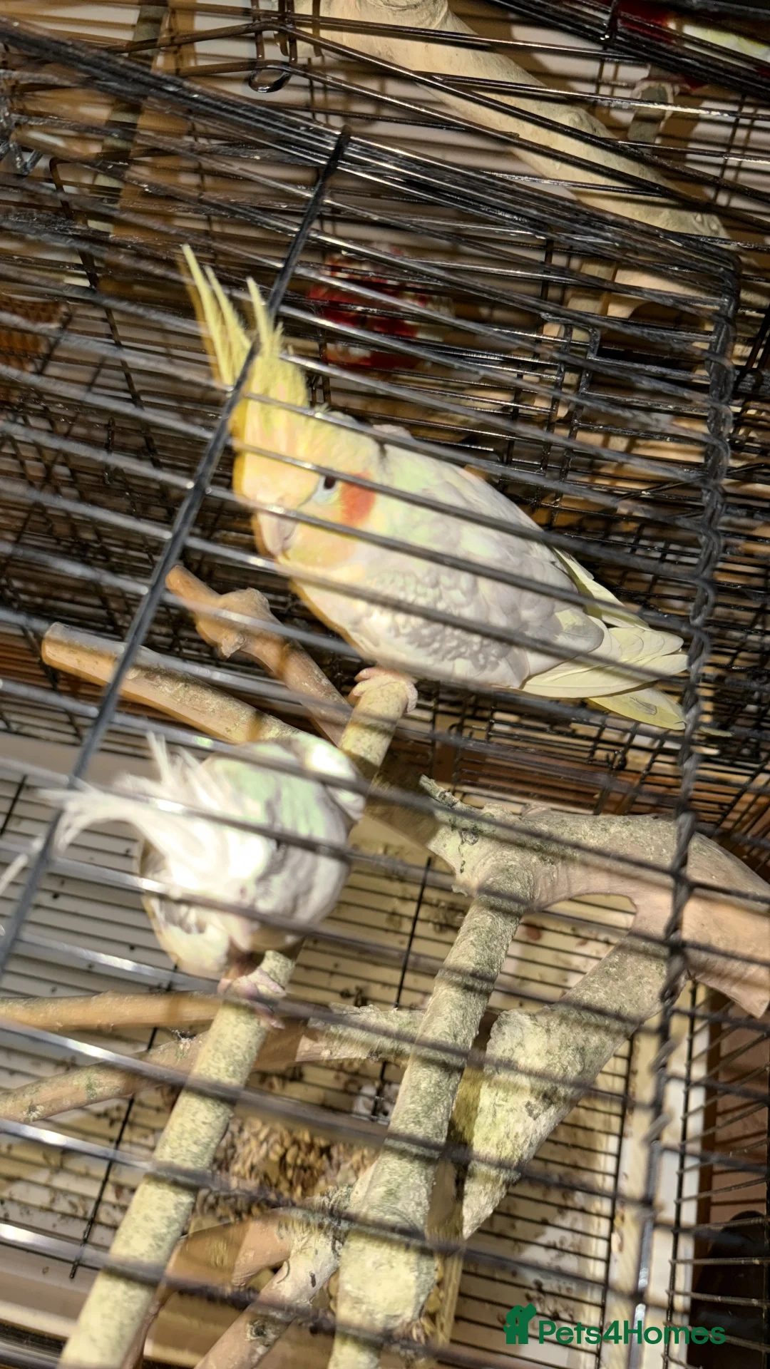 Cockatiels birds for sale: Cockatiel - Advert 2