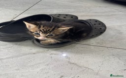 British Shorthair cats for sale: Stripped British shorthair kittens - Image 11