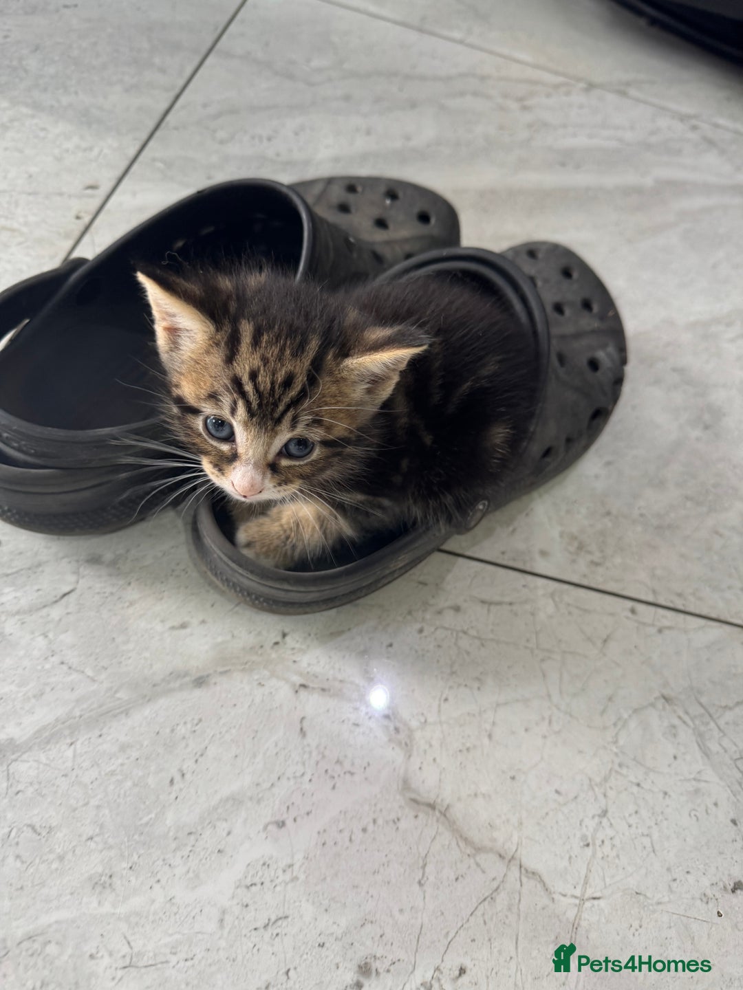British Shorthair cats for sale: Stripped British shorthair kittens - Image 11