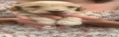 Cockapoo 2