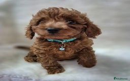 Cavapoo dogs for sale: WAITING LIST NOW OPEN FOR SUMMER 2026.  - Image 21