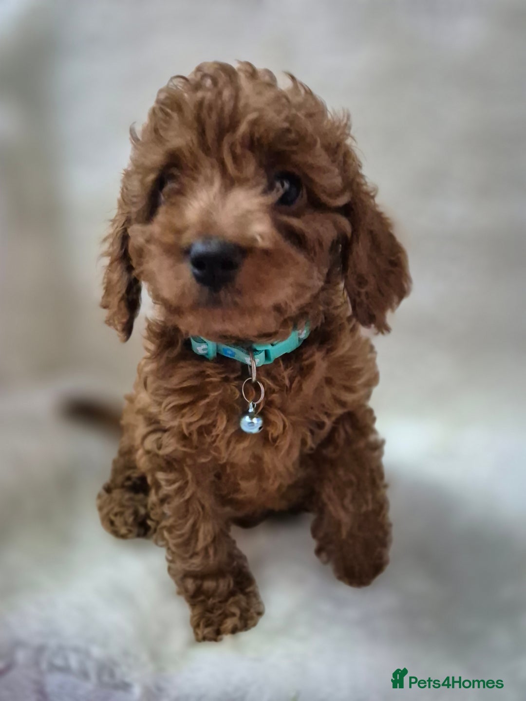 Cavapoo dogs for sale: WAITING LIST NOW OPEN FOR SUMMER 2026.  - Image 21