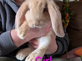 French Lop rabbits Giant French lop - Advert 2