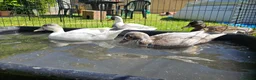Ducks poultry for sale: Call duckling for sale  - Advert 2
