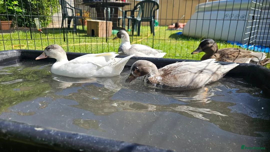 Ducks poultry for sale: Call duckling for sale  - Advert 2