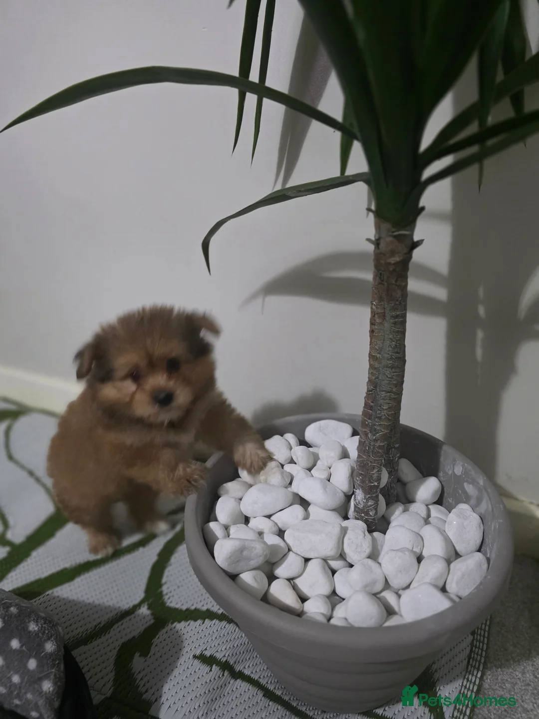 Mixed Breed dogs for sale: Taco and Sushi, super fluffy boys. - Advert 8