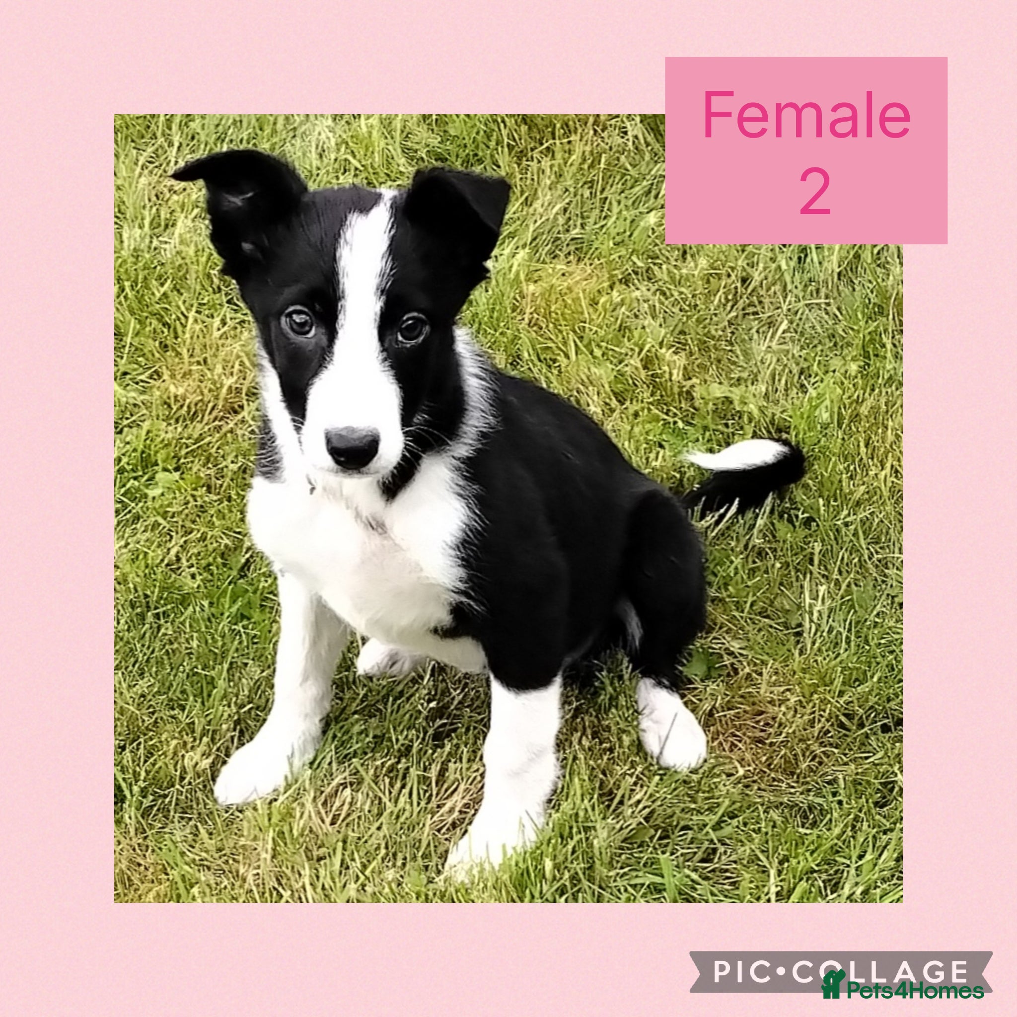 Border Collie dogs Border collie puppies  - Advert 2