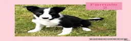 Border Collie dogs for sale: Border collie puppies  - Advert 2