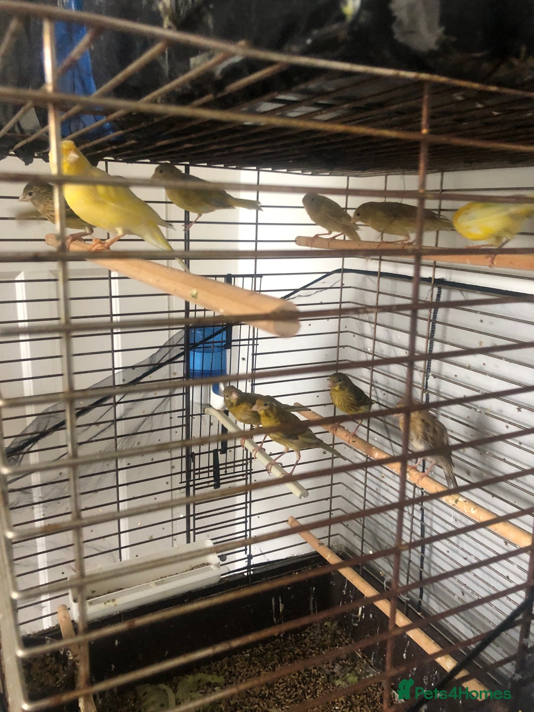Canaries birds for sale: Young Canaries Nice Colours £30 each  - Image 3