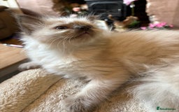 Ragdoll cats for sale: 3 Stunning Ragdoll boys - Image 3