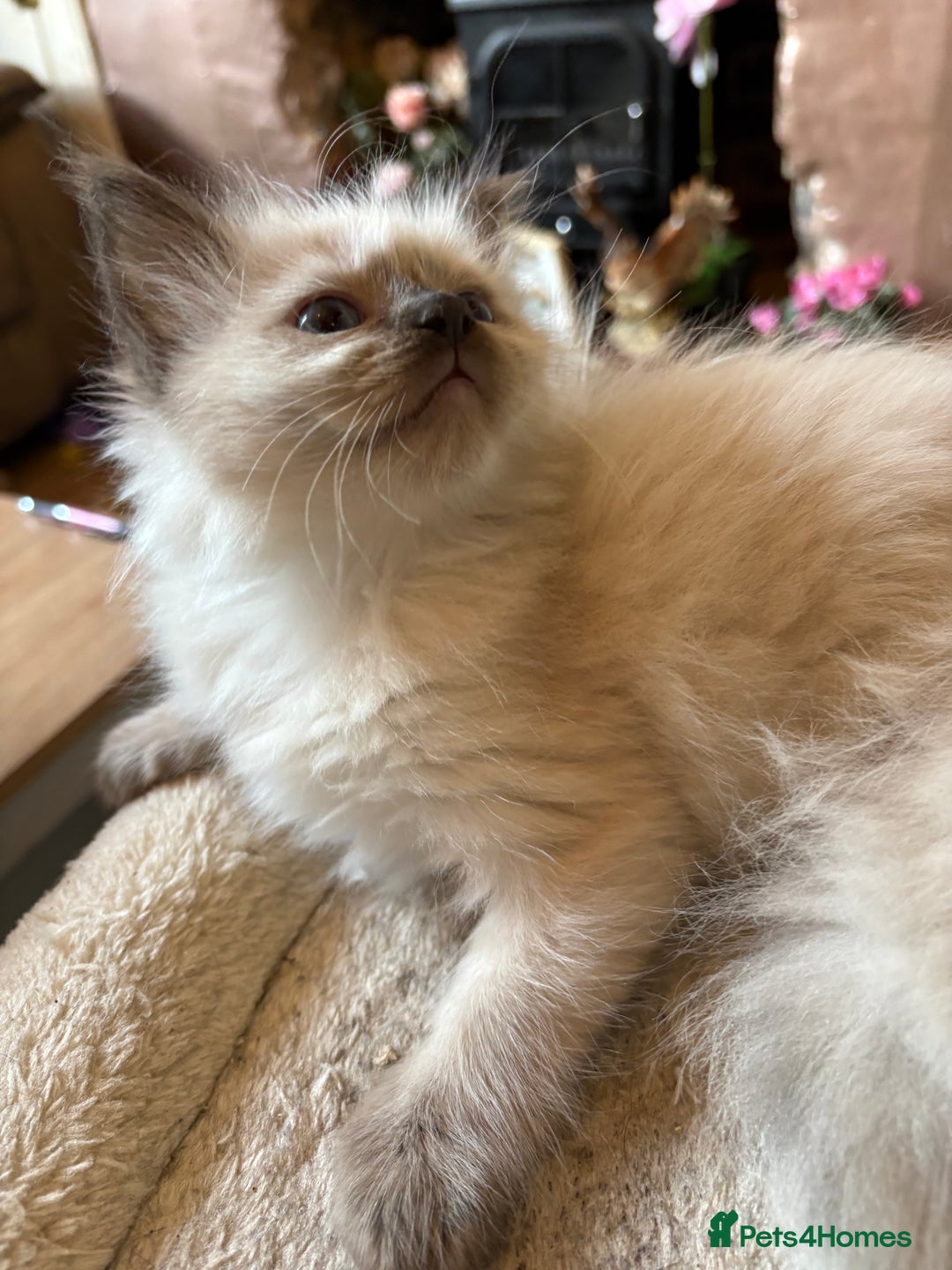 Ragdoll cats for sale: 3 Stunning Ragdoll boys - Image 3