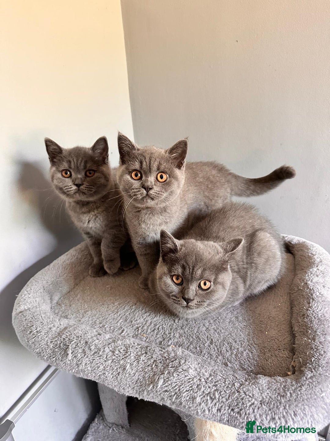 British Shorthair cats for sale: GCCF REG. ACTIVE BSH KITTENS SHOW LINES - Image 24