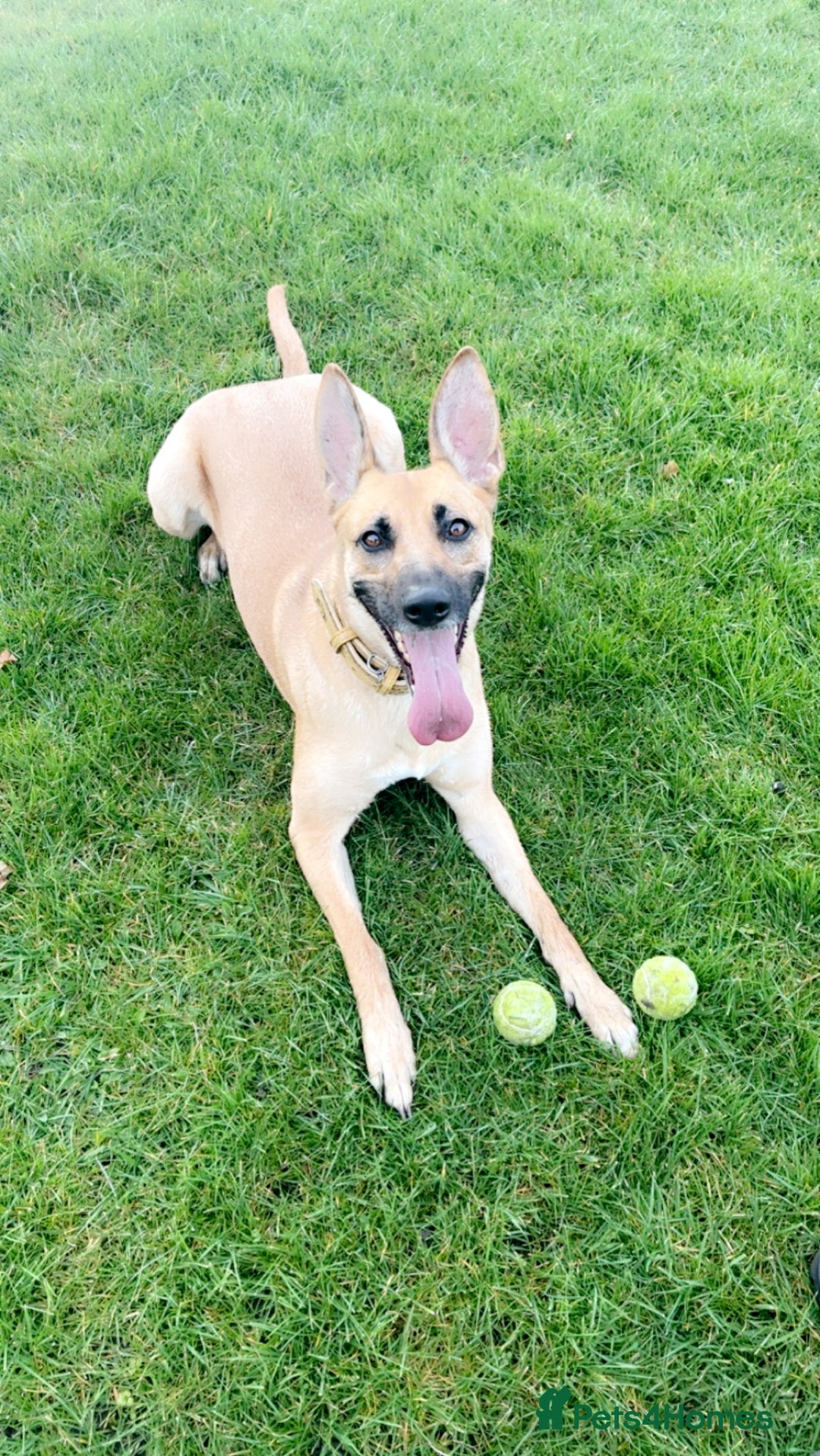 German Shepherd dogs for sale: 11 Beautiful German Shepherd Puppies 😍 - Image 7
