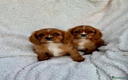 Cavalier King Charles Spaniel dogs for sale: 3 kc reg ruby boy puppies looking for homes - Image 8