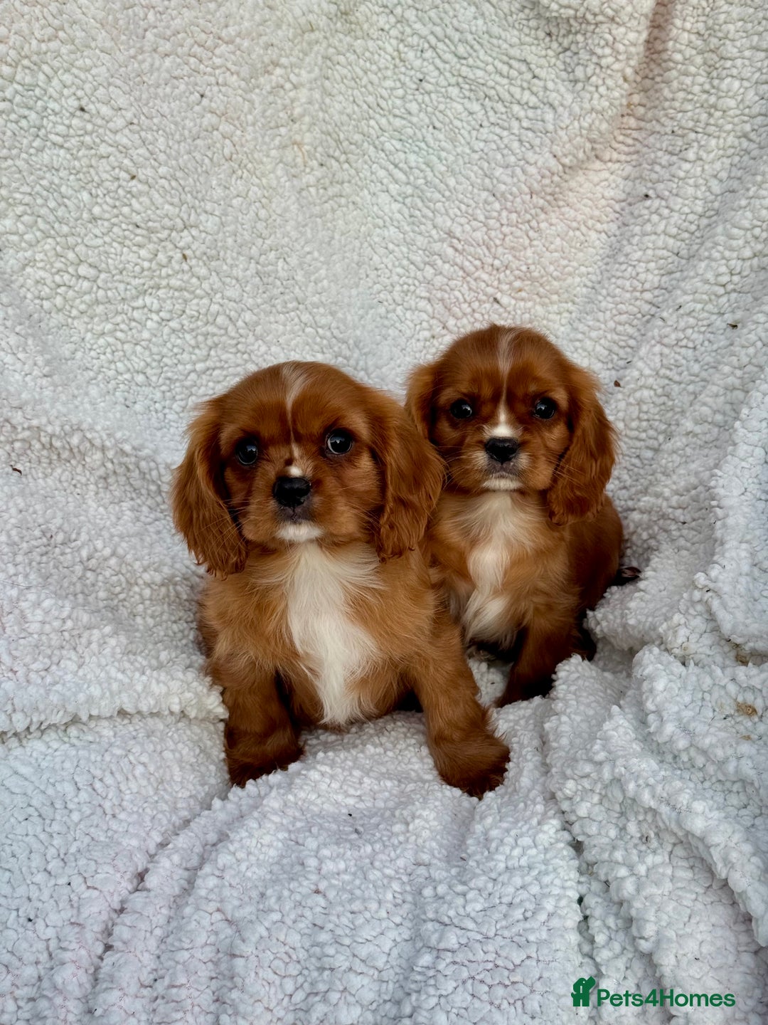 Cavalier King Charles Spaniel dogs for sale: 3 kc reg ruby boy puppies looking for homes - Image 8