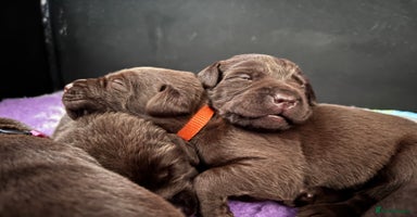 Labrador Retriever dogs - Advert 6