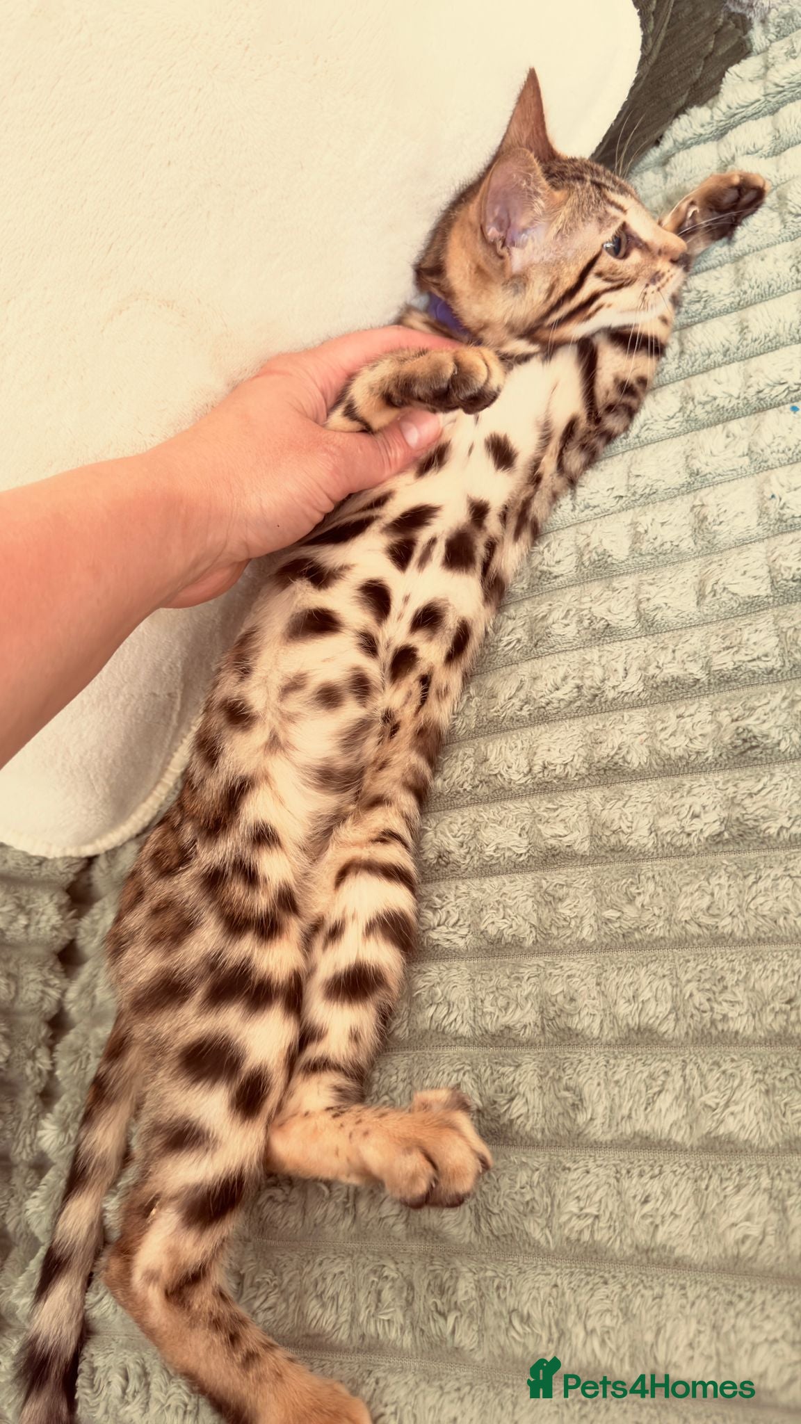 Bengal cats TICABengal Kittens Fully Vaccinated Ready NextWeek - Advert 2