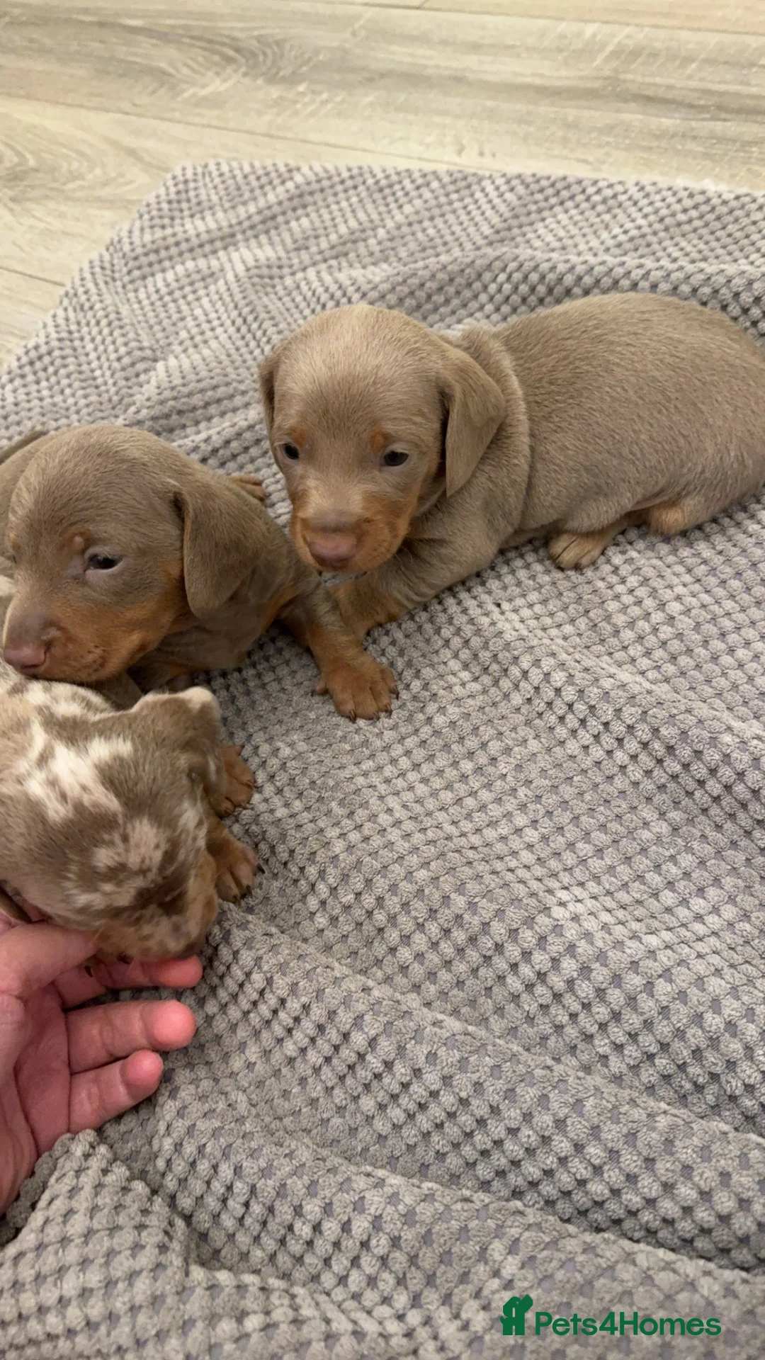 Dachshund dogs for sale: Miniature dachshunds  - Advert 4